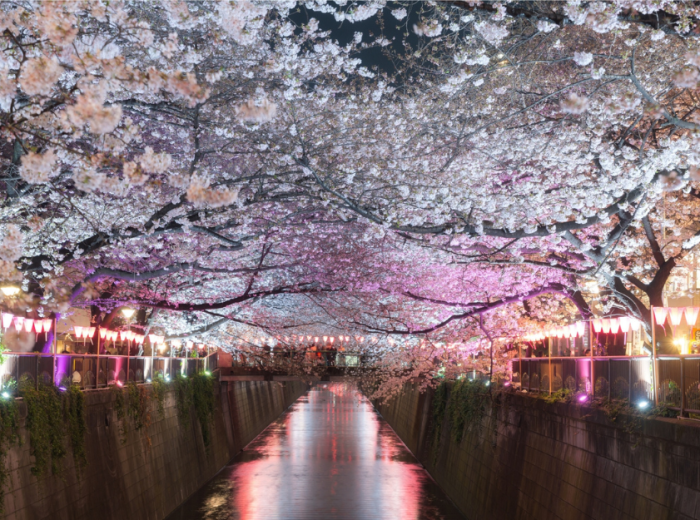 Enjoy parks at night in Tokyo with private guide