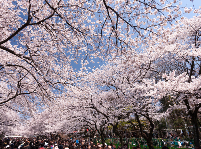 Cherry blossom trees in Japan