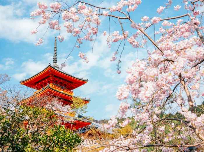 Cherry blossoms in Kyoto, Japan