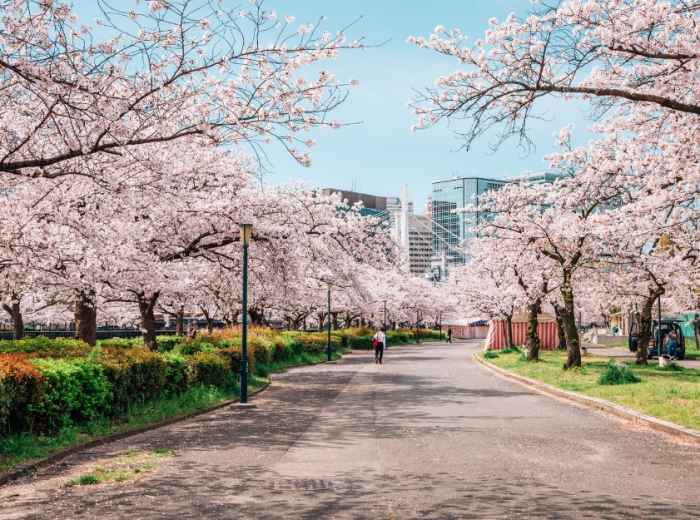Avenue of blossoming cherry trees