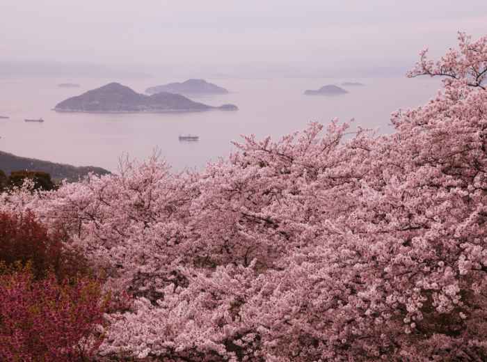 Cherry blossoms bloom nationwide