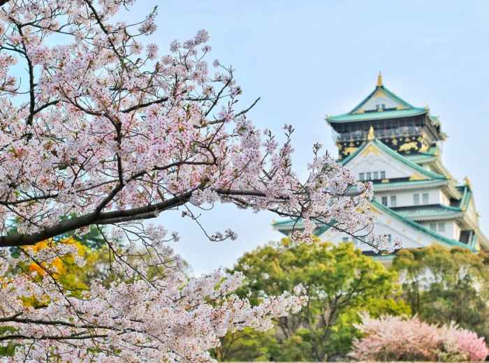Best times of the year in Osaka is the cherry blossom s