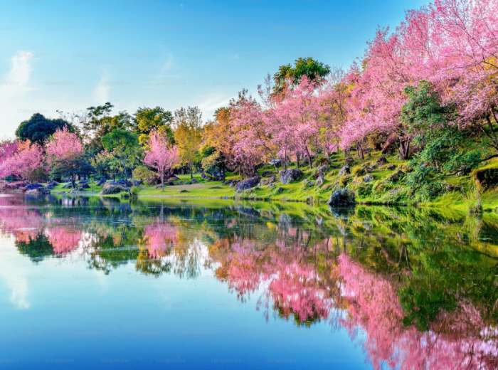 See cherry trees by visiting Japan in Spting