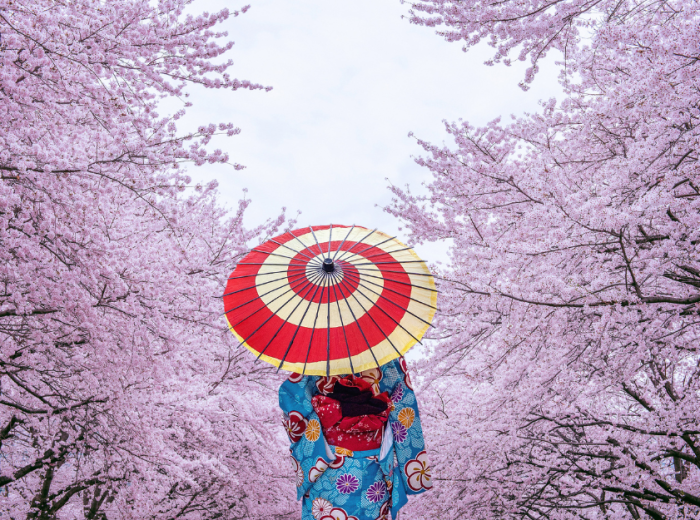 Cherry blossom season season in Tokyo