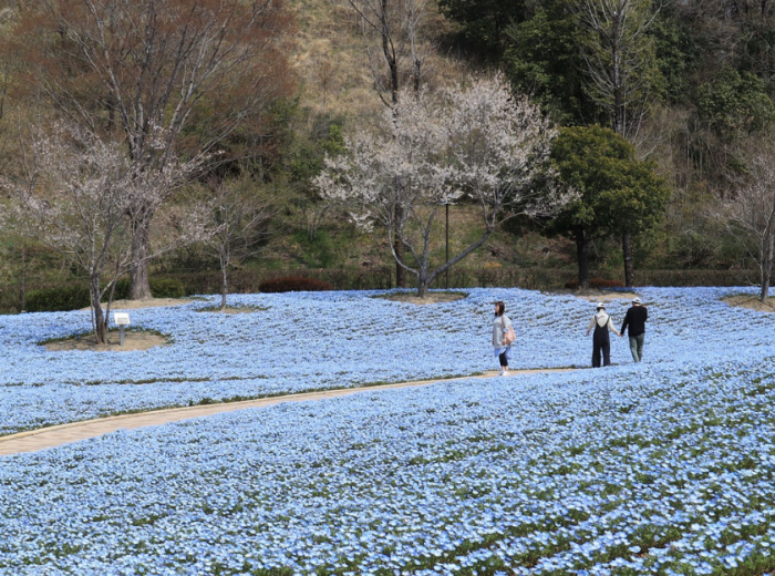 Spring celebrations with a lokal host in Tokyo