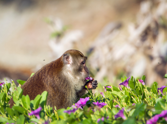 Monkey and Wildflower Park
