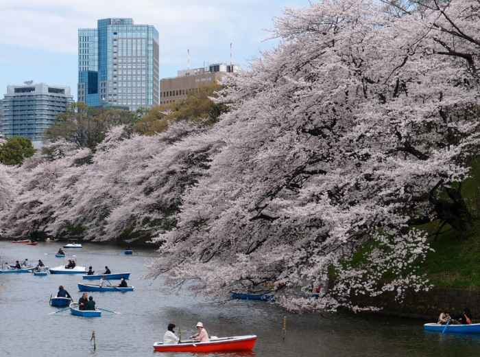 Cherry Blossom Trees