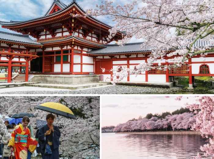 The best Kyoto cherry blossom tours: A guide to sakura 