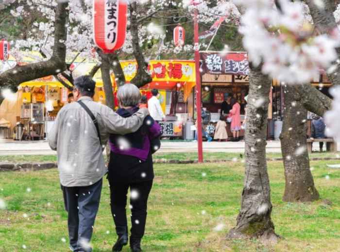 Kyoto cherry blossom tours