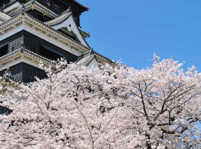 Cherry blossoms in full bloom around Osaka Castle photo by  Kohji Asakawa Pixabay