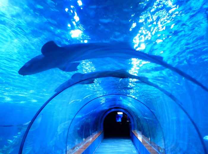Shark gliding in curved tank photo by Hans from Pixabay