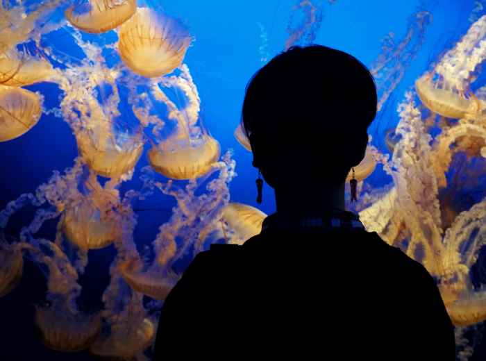 Children watching jellyfish tank photo  Zachary Spears on unsplash