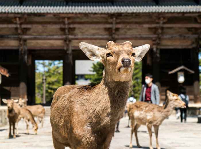 Photo by David Emrich on Unsplash, Deer in Nara, Japan