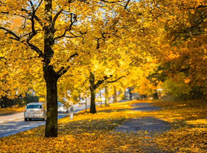 Golden maple leaves creating a tunnel over a quiet Osaka street