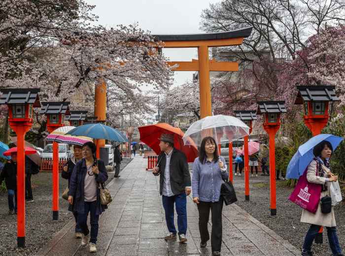 Hidden neighborhood park with perfect cherry trees and only local families present