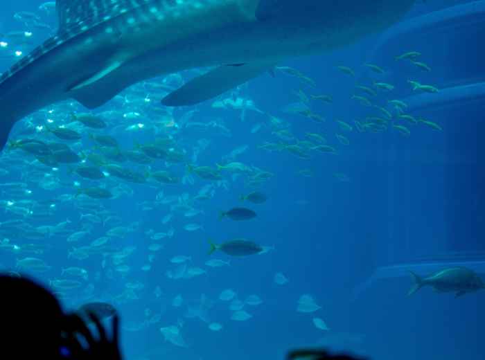 Child watching whale shark at Osaka Aquarium. Image by Anton Lammert from Unsplash