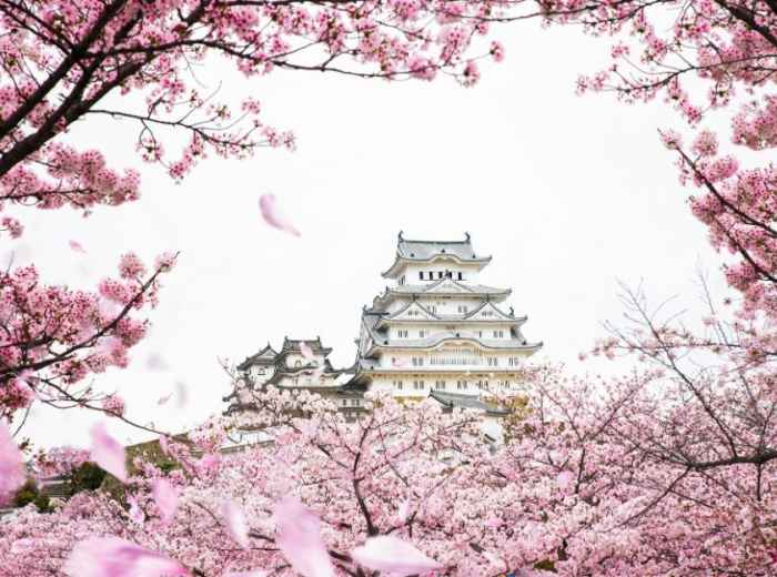 Cherry blossoms around Osaka Castle