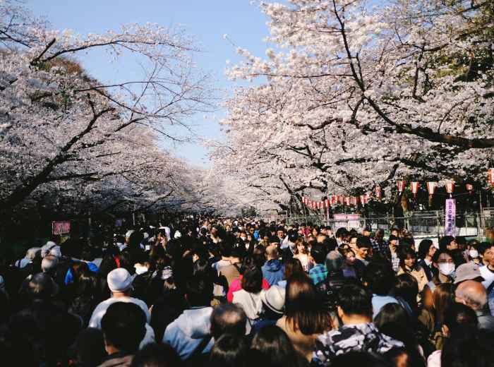 Crowds at Osaka Castle Park during cherry blossom viewingPhoto by Trevor Paxton on Unsplash