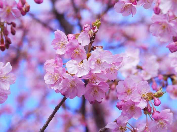 Close-up of sakura in full bloom at Maruyama Park Image by マサコ アーント from Pixabay