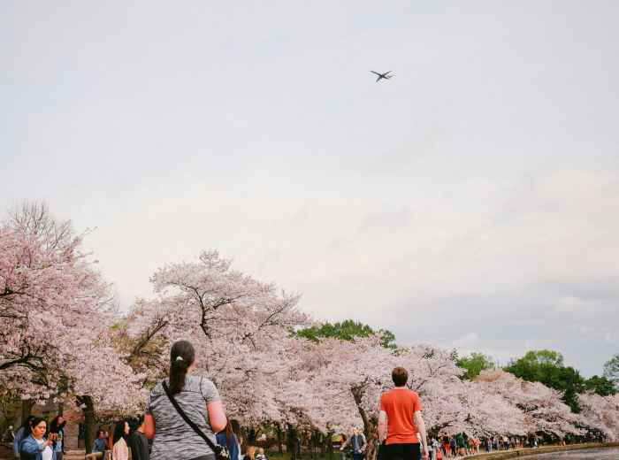 Guests taking a leisurely stroll through Osaka Castle Park, with the host pointing out seasonal flowers while maintaining an unhurried pace. Image by Sean Lee on Unsplash.