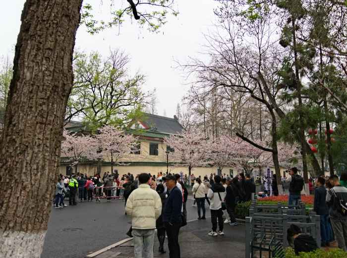 Crowds viewing cherry blossoms in Osaka Castle Park Photo by Bo Peng on Unsplash