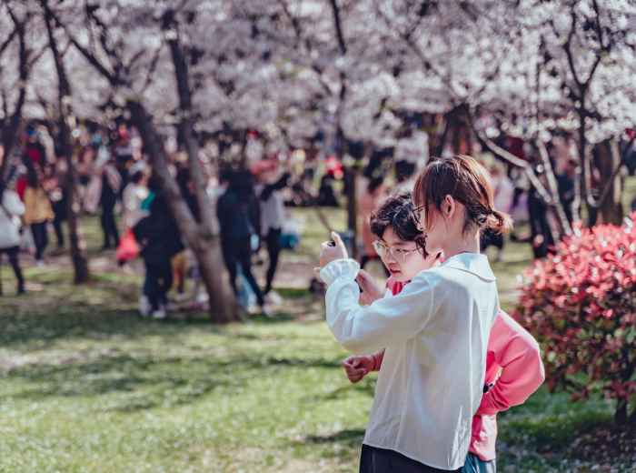 Families having hanami parties under cherry blossoms in Osaka Castle Park. Photo by Jerry Wang on Unsplash