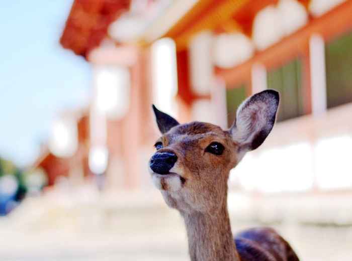  Deer in Nara Park with traditional buildings visible in background.  Image by we-o_rd35tvbcfz2ww3poa from Pixabay