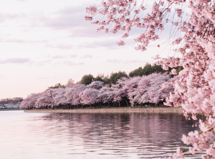 Cherry blossom view Okawa River