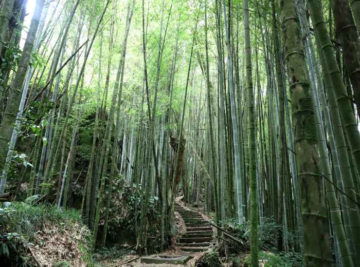A bamboo grove transitions into a mixed forest along a hiking trail in the mountains near Kyoto. Image by Robert Chen on Unsplash.