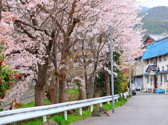 A local in traditional dress admires full-bloom cherry trees along a peaceful garden path in Kyoto.