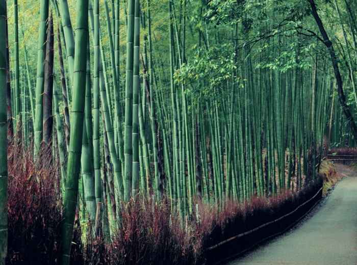 Cherry blossoms and bamboo create a natural tunnel effect in Kyoto’s Arashiyama district during spring.
