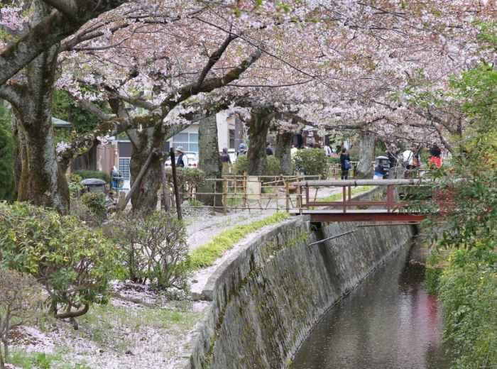 Cherry blossom petals lie across traditional stone garden paths with soft shadows in a quiet Kyoto temple setting.