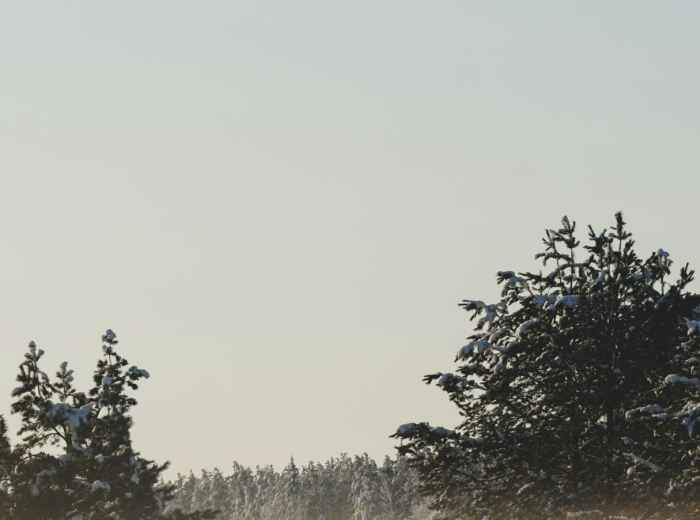 Morning mist rising from snow-covered temple gardens with soft golden light filtering through bare maple branches Photo by Dasha Samusenko on Unsplash