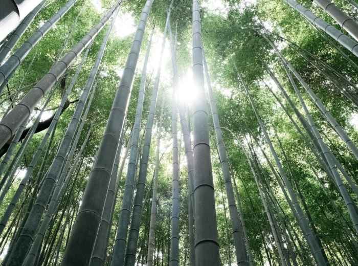 The famous Bamboo Grove in Arashiyama with towering bamboo creating natural cathedral lighting Photo by Jonas Jacobsson on Unsplash