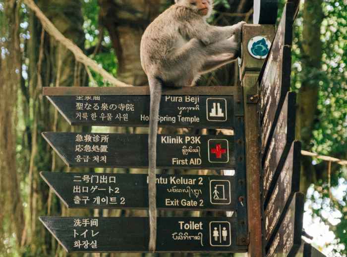 Visitors observing Japanese macaques at the monkey park viewing area with safety guidelines posted Photo by Luiz Guimaraes on Unsplash