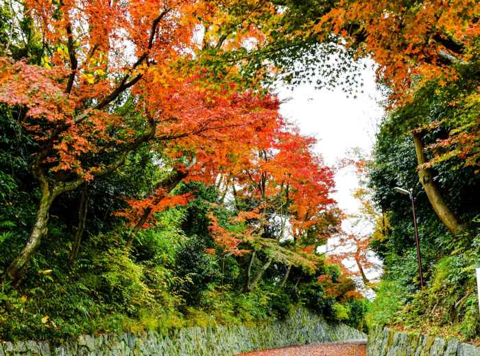 Autumn maple leaves hanging over the stone-lined canal path. Image by AXP Photography ffrom Unsplash