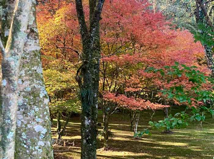 Ancient maple tree with brilliant red autumn colors over emerald moss. Image by Bia Monteiro from Unsplash