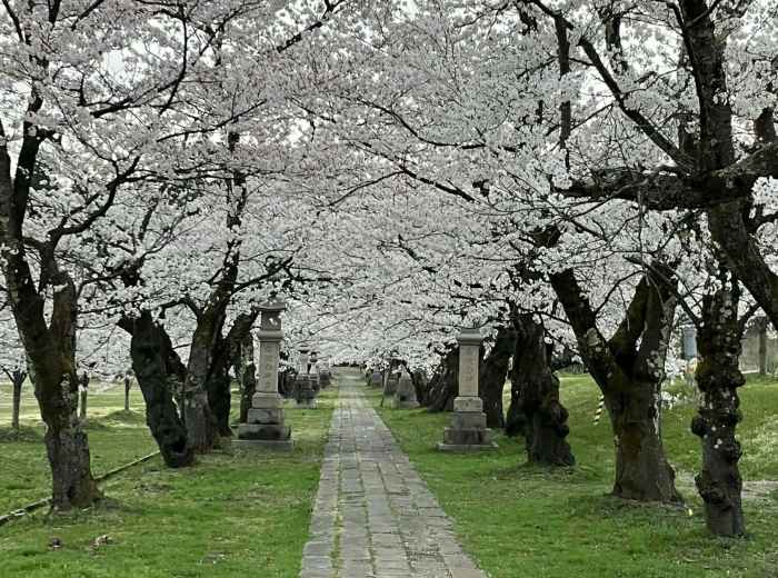 Stone path lined with cherry trees in a quiet residential area. Image by Akaneya Ruruca from Unsplash