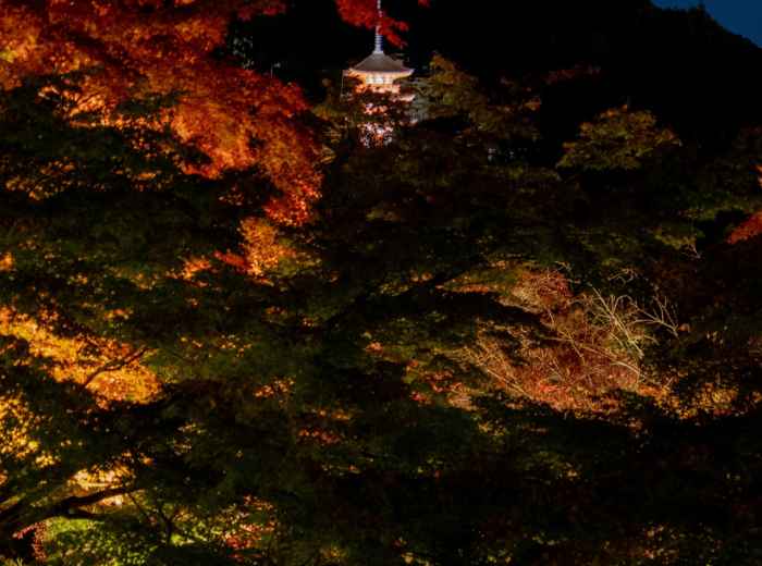 Temple illuminated at night during autumn with colorful maple leaves glowing Photo by YANGHONG YU on Unsplash