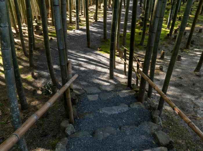 Towering bamboo creating filtered sunlight patterns on forest path Photo by David Emrich on Unsplash