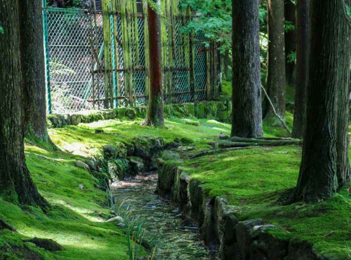 Moss-covered garden with dappled sunlight filtering through ancient trees Photo by Jonathan Phelps on Unsplash