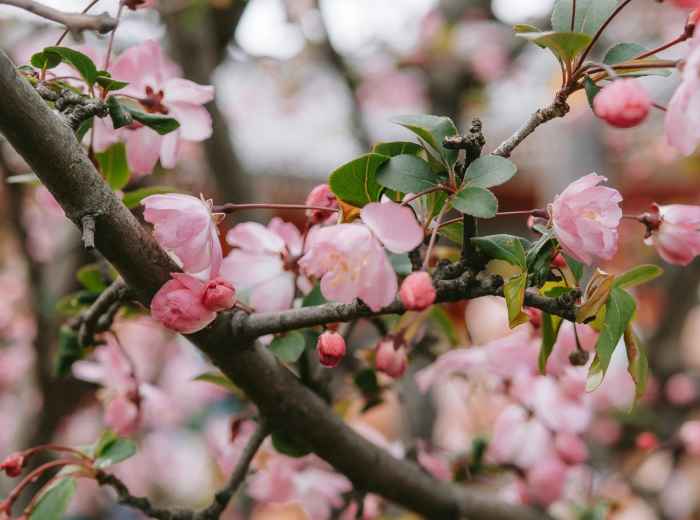 Cherry blossoms first signs of blooming. Image by Line Knipst from Pexels