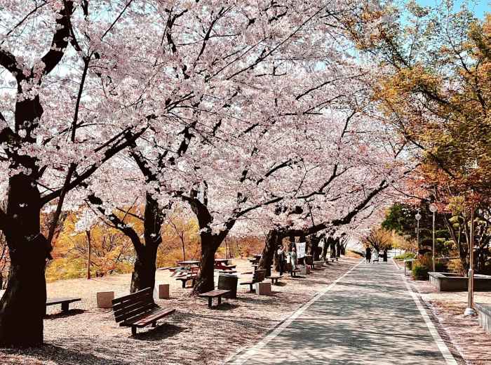 Empty park with Cherry Blossoms: Photo by Yeonghun Song on Unsplash
