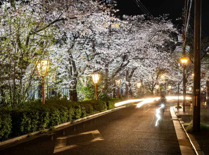 Cherry blossoms in Kyoto: Photo by Marek Piwnicki: Pexels