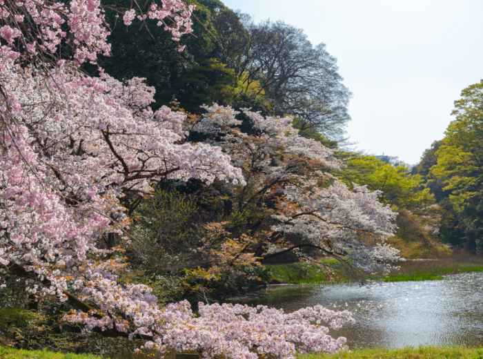 Cherry blossoms in a Tokyo park with people walking