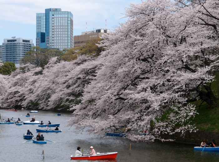 Wisteria flowers in bloom at a Tokyo garden in spring