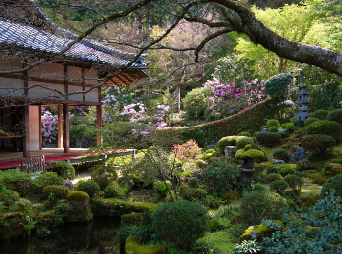 Formal garden with blooming cherry trees 