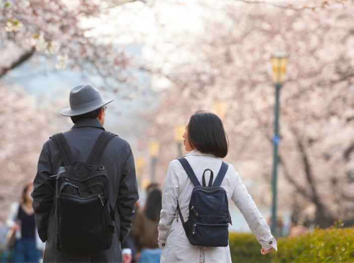 Japanese street with cherry trees