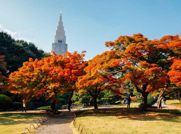 Autumn leaves carpeting the grounds of a quiet Tokyo park, morning light filtering through golden ginkgo trees.