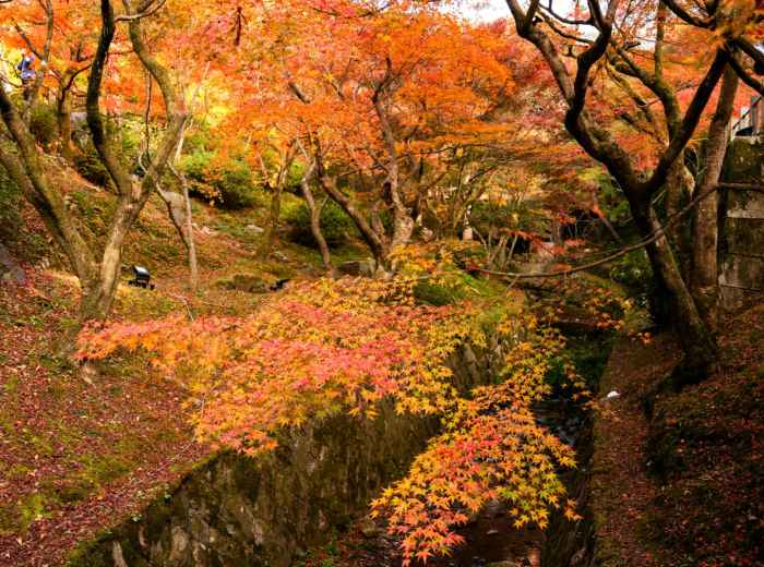 Stone path along a canal with autumn trees reflecting in the water. Image by David Emrich from Unsplash